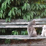 Отель Agriturismo Monte Genesio