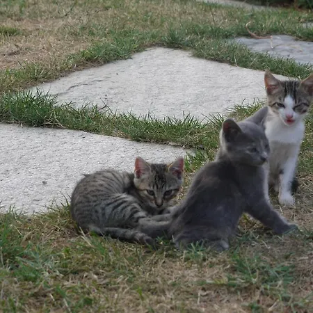 Agriturismo Monte Genesio