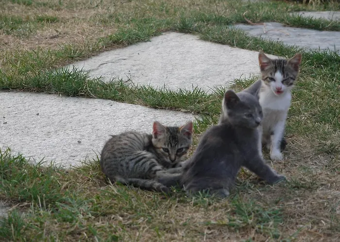 Agriturismo Monte Genesio
